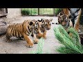 Реакция тигрят на сосну. Тигры Тайгана. Reaction of tiger cubs on spruce. Taigan.