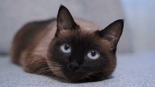 Siamese Cat | Animals Simple Videos | Beauty of universe by What have in universe 140 views 2 months ago 3 minutes, 6 seconds