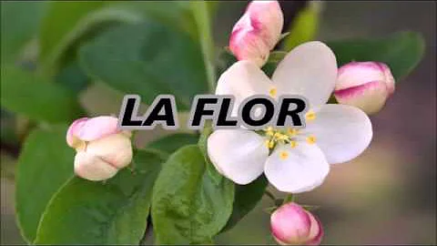 ¿Cuál es la relación que hay entre la flor y el fruto?