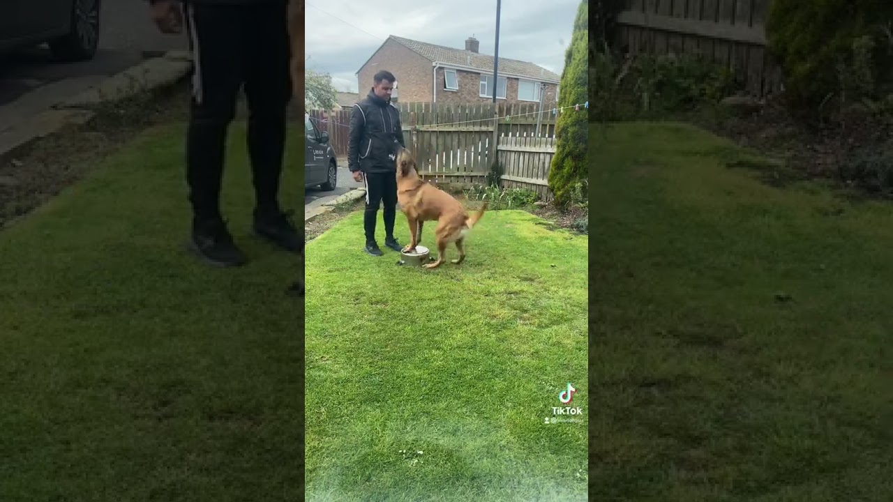 BELGIAN MALINOIS TRAINING: BARK AND HOLD | SMART DOGS TRAINING