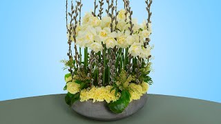 Download Lagu Daffodil Forest MP3