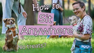 How to Teach a Dog to Sit in Any Environment and Troubleshooting Dog Training Basics