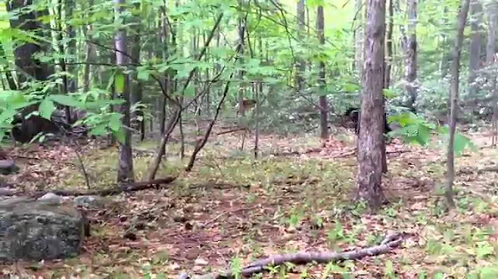 Jessie the Doberman in: chasing deer