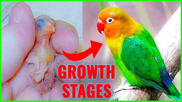My LOVEBIRD GROWTH STAGES | First 57 Days of Babies Timelapse, my Lovebird growth process