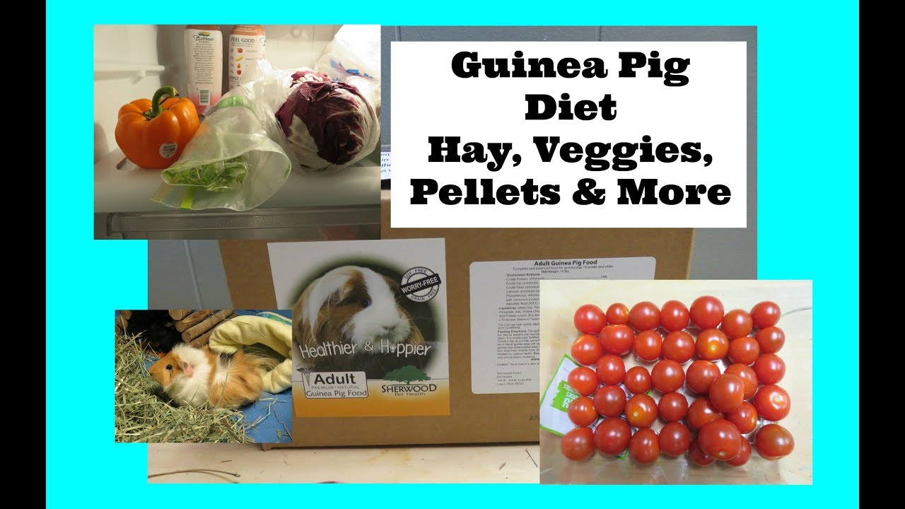 skinny pig diet