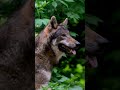 Почему волки не нападают на людей!? #удивительныеистории #волк #проживотных
