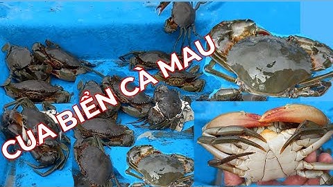 Về Cà Mau Đặt Lợp Cua Biển, Kiếm Tiền Ăn Tết/Sea crab,@SongNuocCaMau