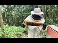 Criação de Abelhas Rainhas e produção de mel com sistema Palmer com abelhas africanizadas VÍDEO N2