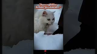 @hayattananlar kedi sevgimiz♥