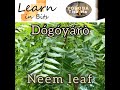 Neem Leaf In Yorùbá Language Dógóyárò