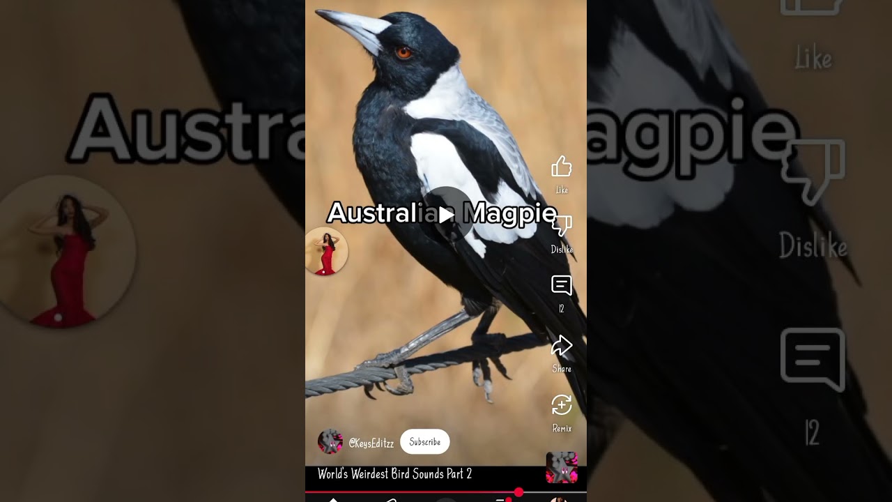 original jeholornis sound feather family