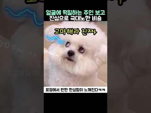 얼굴에 떡칠하는 주인 보고 진심으로 극대노한 비숑 thumbnail