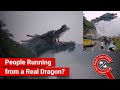 Fact check viral shows real incident of people running from a dragon