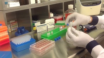 Altogen Biosystems In Vitro C2C12 Transfection Tutorial