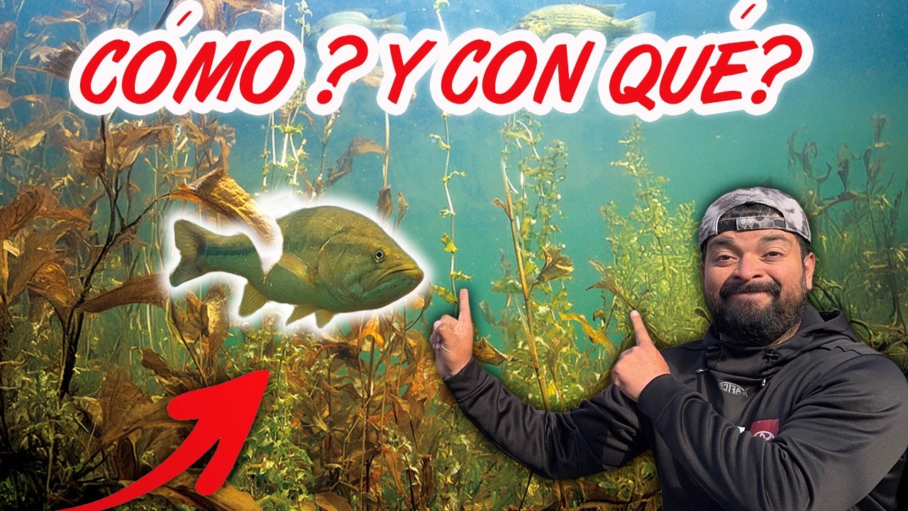 Como PESCAR MAS lobinas en aguas con CON HIERBA