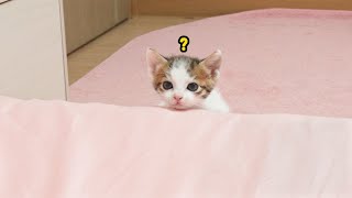 Two Kitten's Cute Behavior When They Wonder What Humans Are Doing