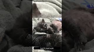 FunCatyBaby - Tiny Kitten Moment