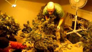 http://budbook.org -- Harvest--Removing the leaves before hanging.