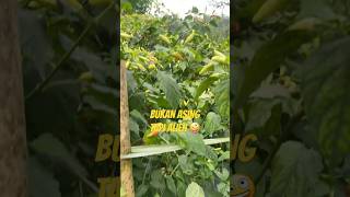 Sore Di Kebun Ini Loh mbg bgn sppg makansianggratis makanbergizigratis