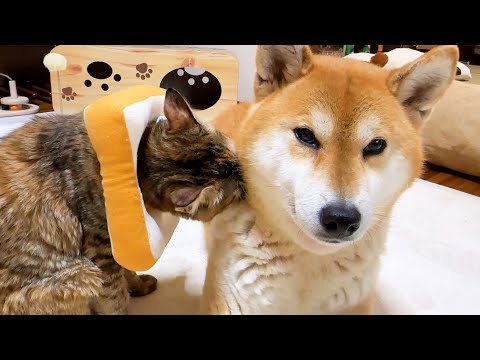 猫柴様おまとめ4点 猫柴様おまとめ4点 猫柴