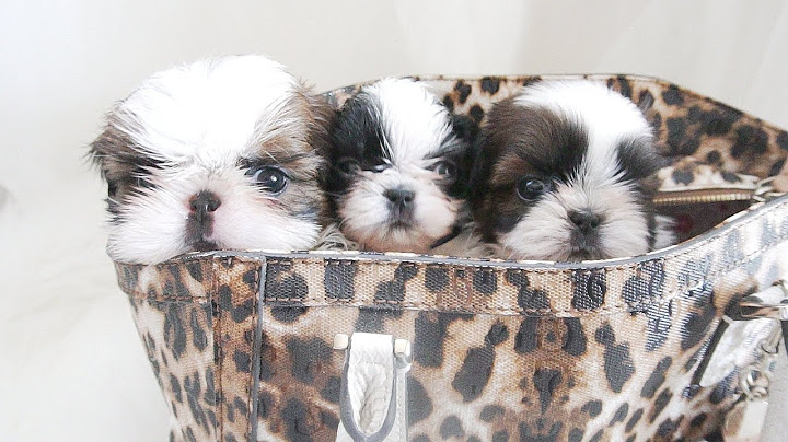 SOMEONE LEFT A BAG OF PUPPIES AT OUR DOORSTEP