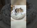 最高のベッドを見つけた猫
