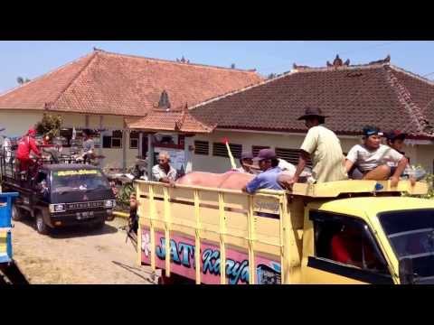 Makepung - Bull Races in West Bali