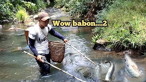 hasilnya babon semua‼️nyetrum ikan di pinggir kebun_dapat banyak