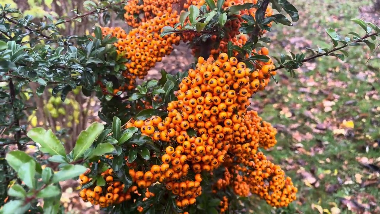 # 39 odcinek Ogród który szepta kolorami 🍂☔️🍄🌺❤️