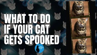 What to do if your cat gets spooked #cat #cattraining #adventurecat by Your Purrfect Cat 87 views 4 months ago 5 minutes, 13 seconds