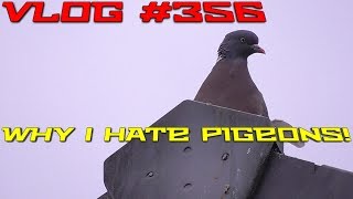 Vlog #356 Why I Hate Pigeons!