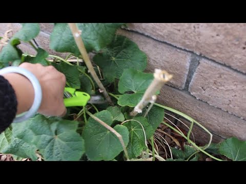 Hollyhocks Fall/Winter Care, Fertilizing & Seed Harvest ~ Ep 86