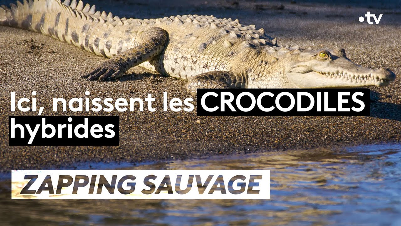 Ici naissent les crocodiles hybrides - ZAPPING SAUVAGE