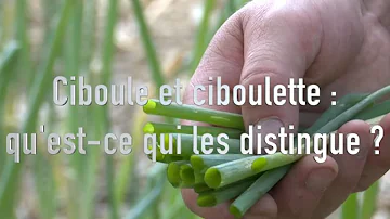 Qu'est ce qui remplace la ciboulette ?