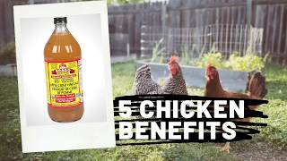 Top 5 APPLE CIDER VINEGAR Benefits |Chickens|