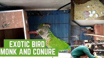 Exotic bird Monk Parrot And Conure Breeding Progress |Talking Alexadrine \ Raw Parrot