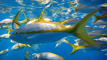 Why Fish for Yellowtail Snapper in the Florida Keys?