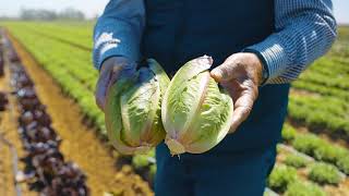 Babé Farms - Sights from the Farm Pt. 2