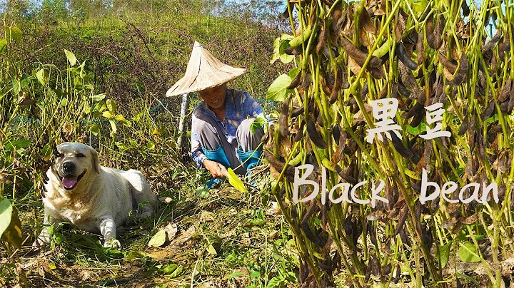 black soybean黑豆黑豆的養生吃法，教你一豆三吃，做法簡單一學即可，營養美味｜中國美食廣西美食｜玉林阿婆｜玉林阿婆 - DayDayNews