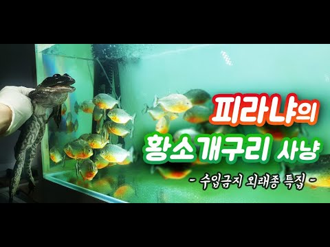 피라냐에게 황소개구리를 먹여봤습니다 (수입금지 외래종)