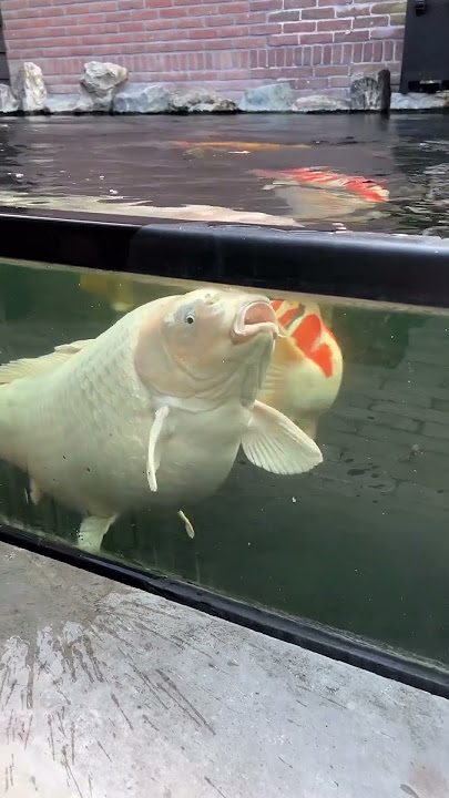 KOI JUMBO JUARA 🏆BIG SIZE BEAUTIFULL