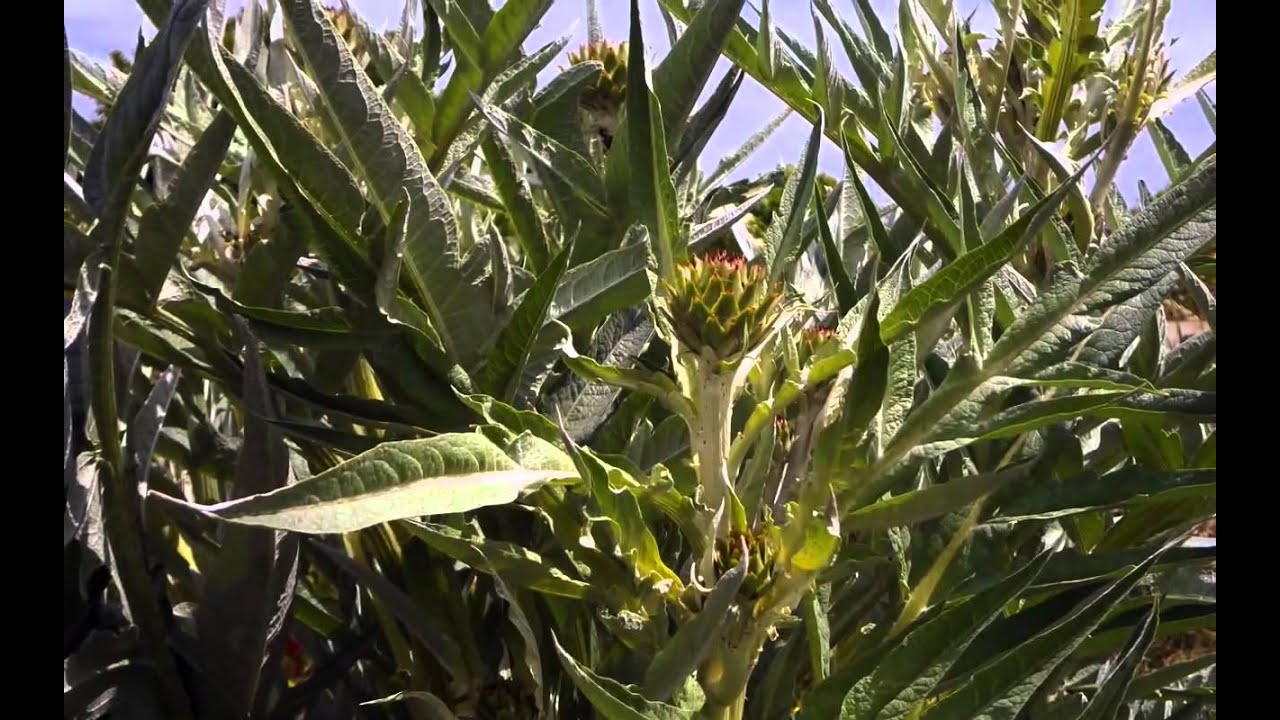 Slavante on Mount Saint Peter