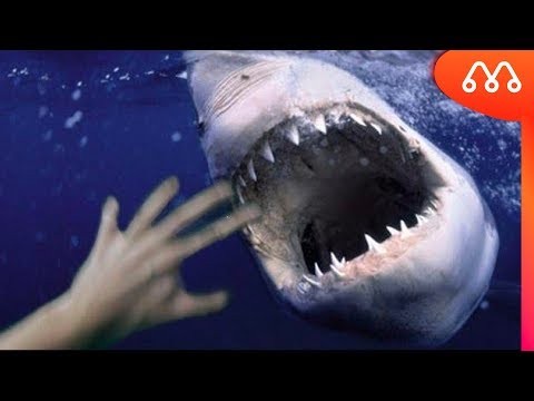 Vídeo: Qual é a expectativa de vida de uma adaptação para mordida de tubarão?