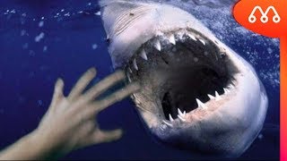 Tubarões 10 Curiosidades Incríveis