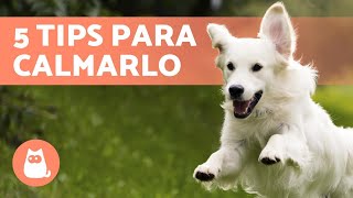 5 Maneras de RELAJAR a un PERRO NERVIOSO ✅