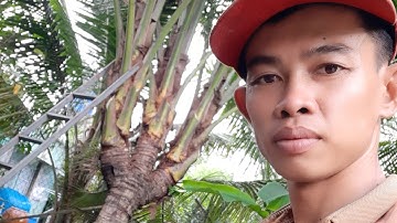 Hôm nay bứng cây dừa 1 thân 3 đọt ở tỉnh Kiên Giang ace nào có dừa độc lạ bán lh qua za.lo388252527