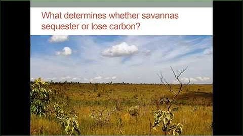 UM EEB Seminar: Adam Pellegrini, Stanford University