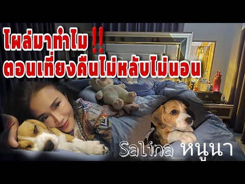 โผล่มาทำไมตอนเที่ยงคืนไม่หลับไม่นอน‼️ #นางน้อย #salinadogfamily #puppy #beaglefamily