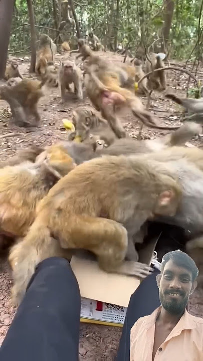 #बंदर का वीडियो #bandaro में huaa ladai#bahut sare bandar#viralshort video #trandingshorts