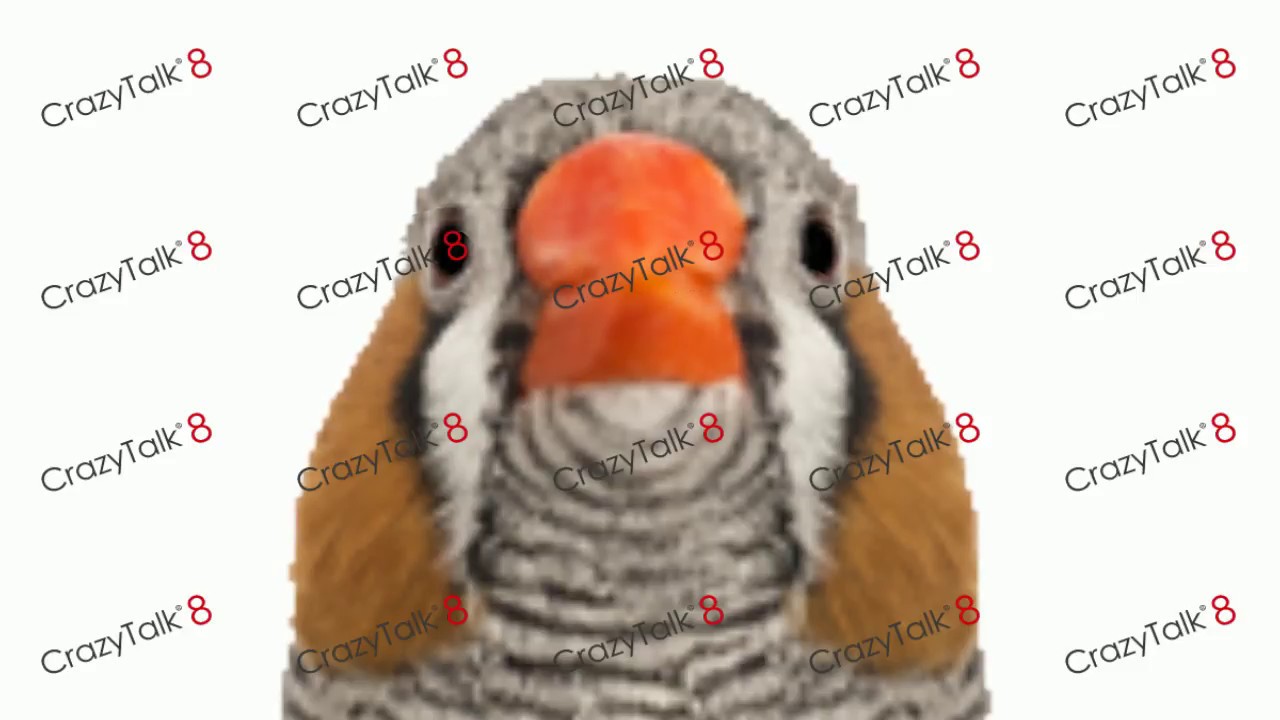 zebra finch plush